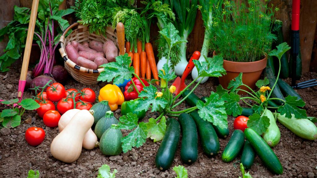 Cuáles son las especies que hay que sembrar en septiembre en Patagonia