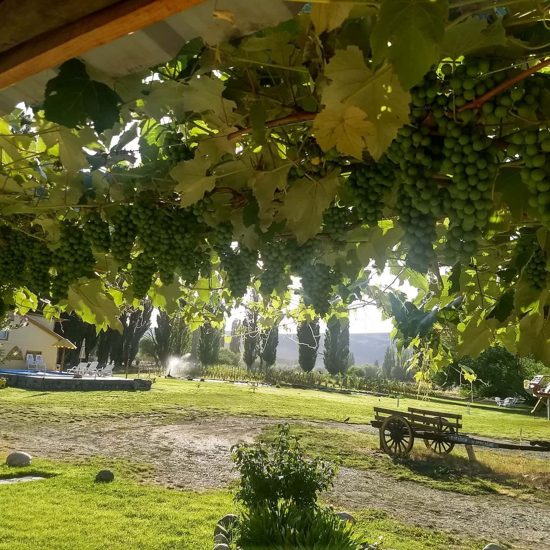 Un viñedo artesanal agrega valor al turismo en Patagonia